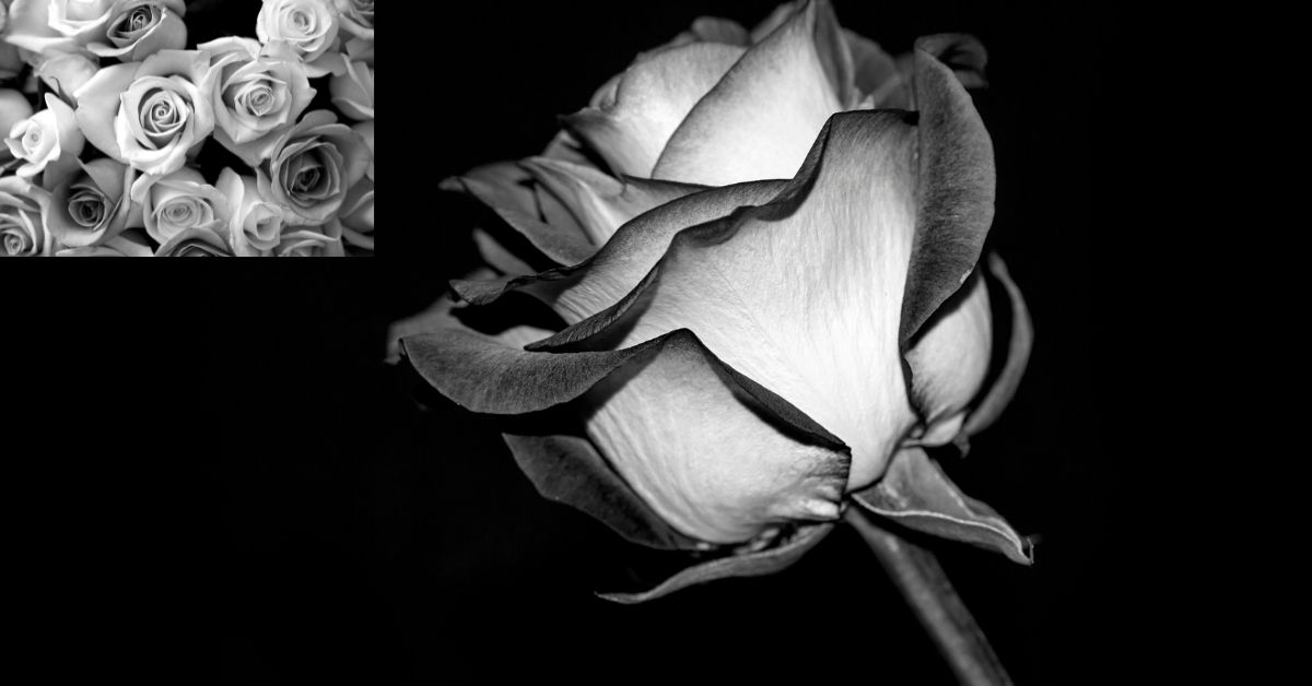 Black and white roses