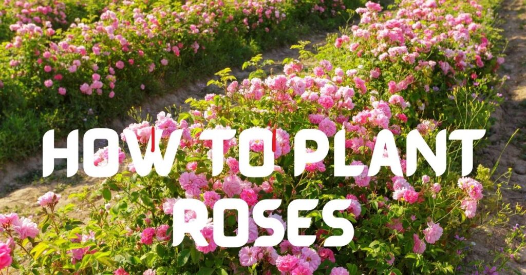 How to Plant Roses