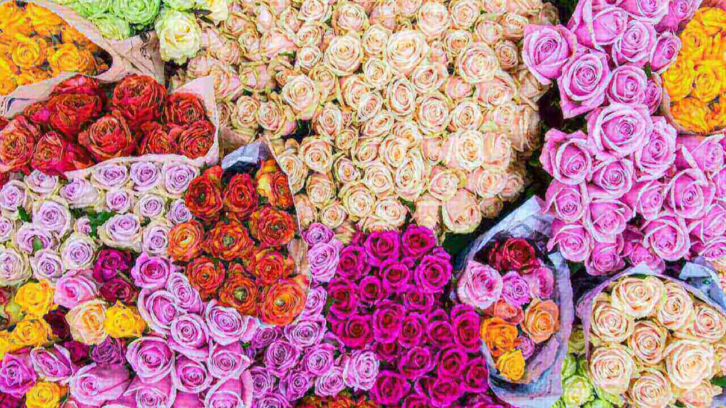 Rose Varieties